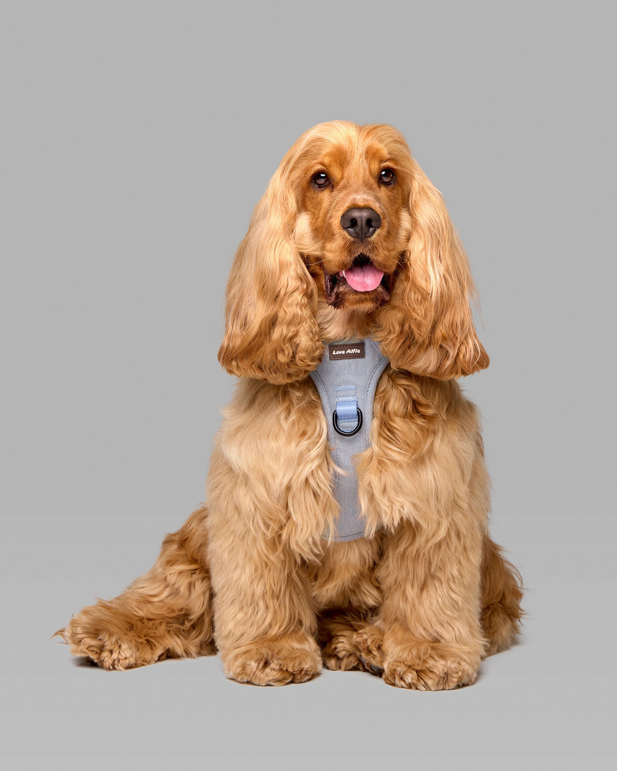No-Pull Harnesses