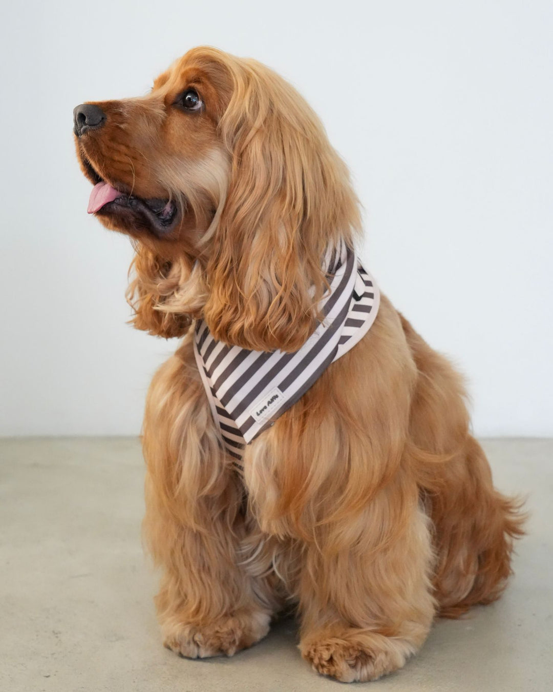 Bandana Cinnamon Swirl